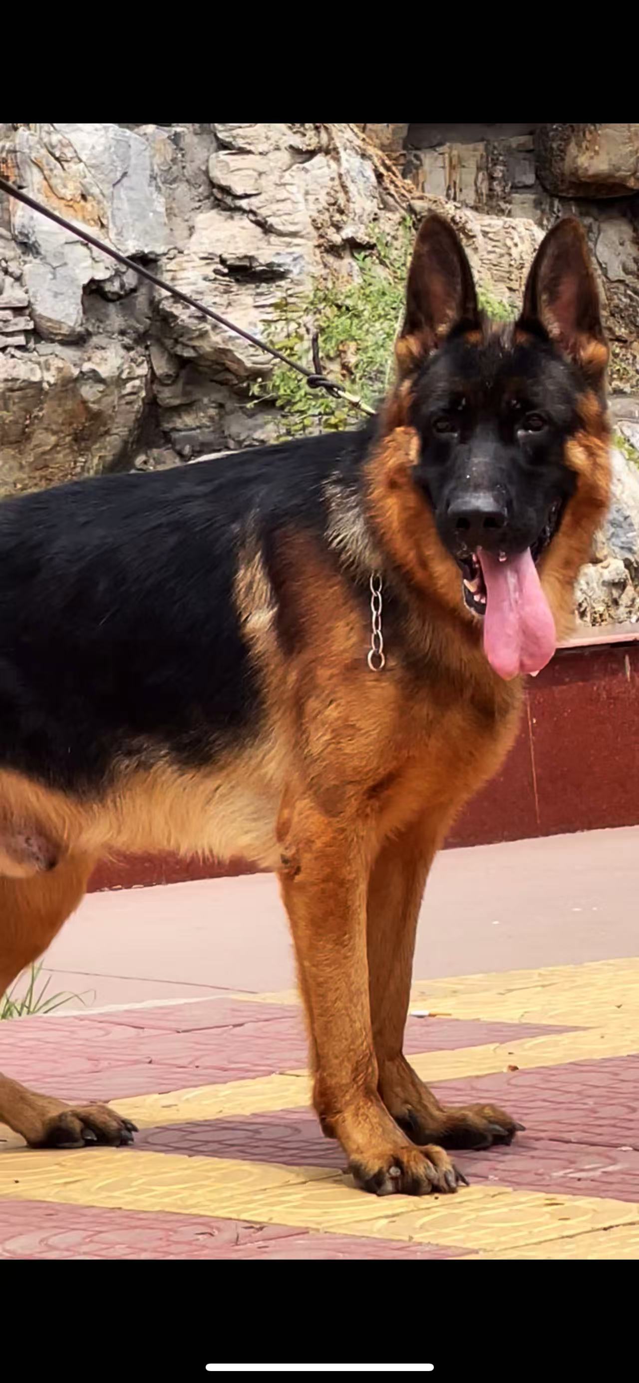 牧羊犬幼犬大型犬活体看家放羊宠物犬
