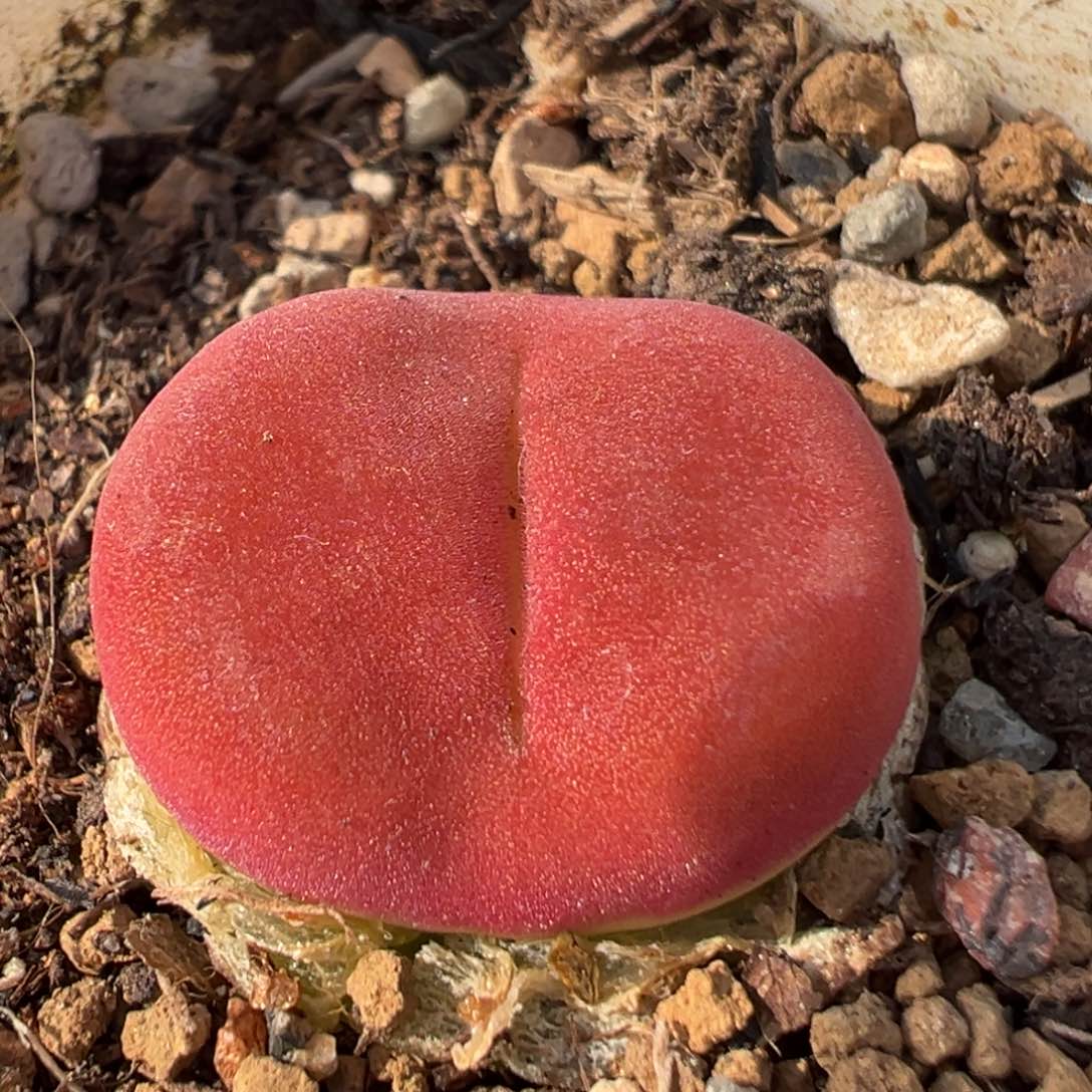 2003多肉植物百科水蜜桃1430.5