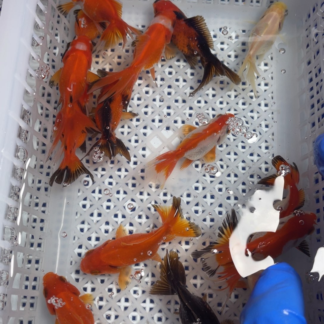 海水鱼花泰狮金鱼36