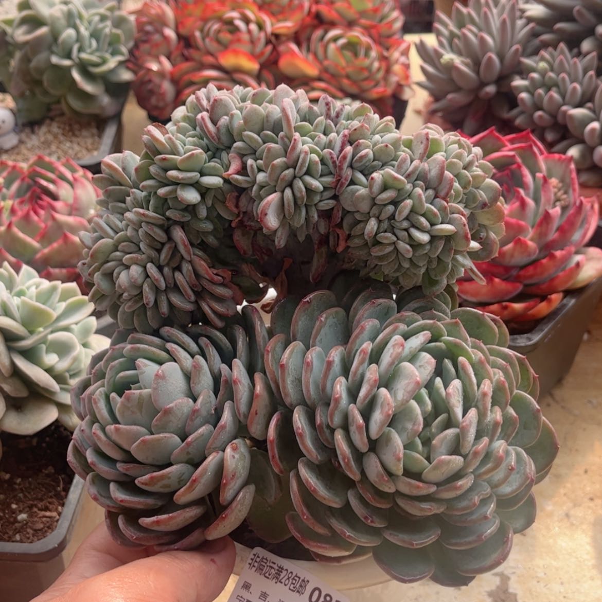 【闪购商品】082玛瑙缀多肉