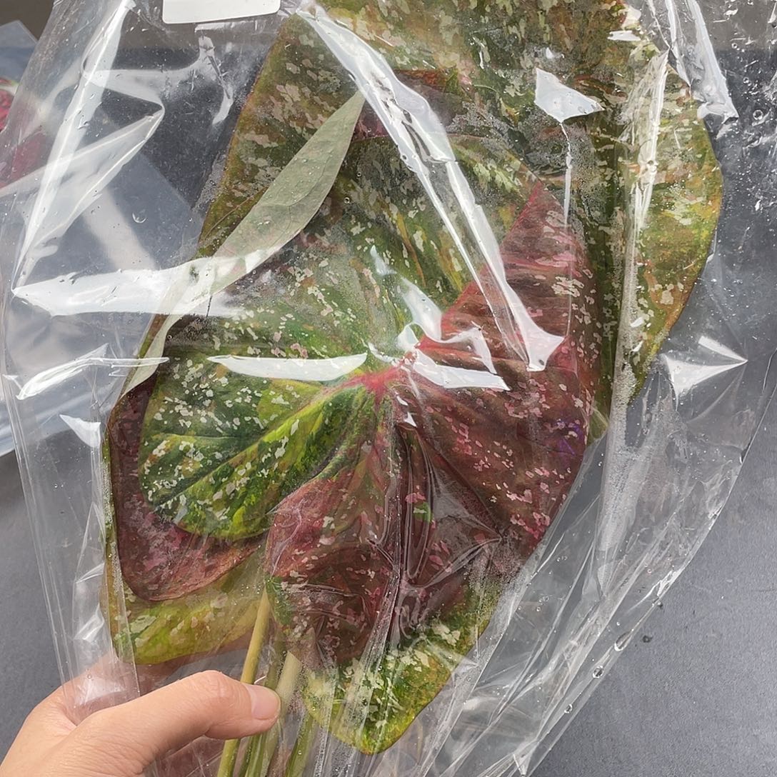 完全开放E220柠檬红袋装