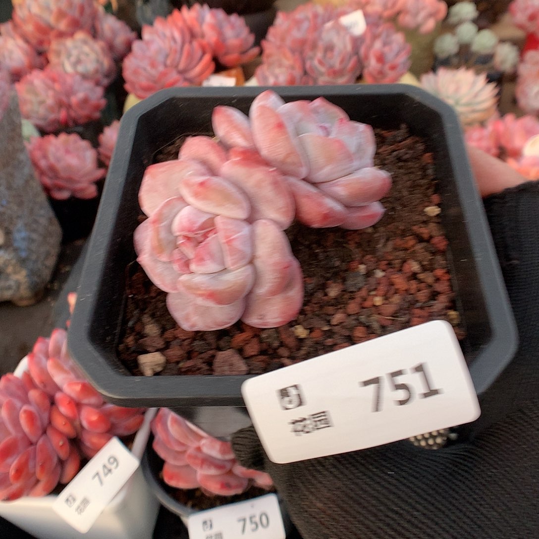 751星影多肉植物66666