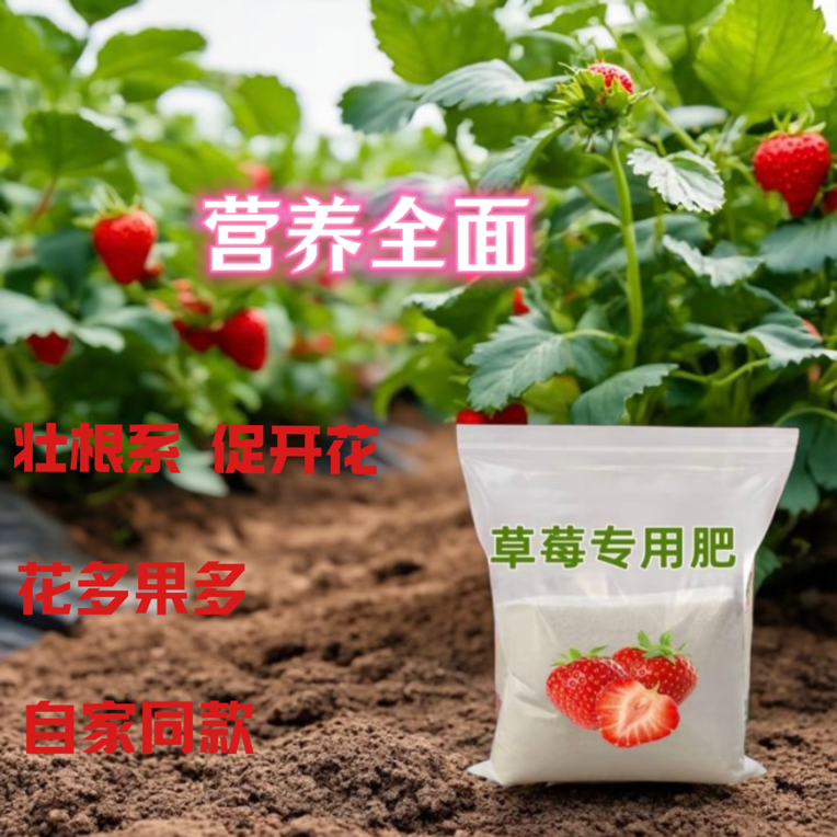 草莓苗专用肥自家同款200g