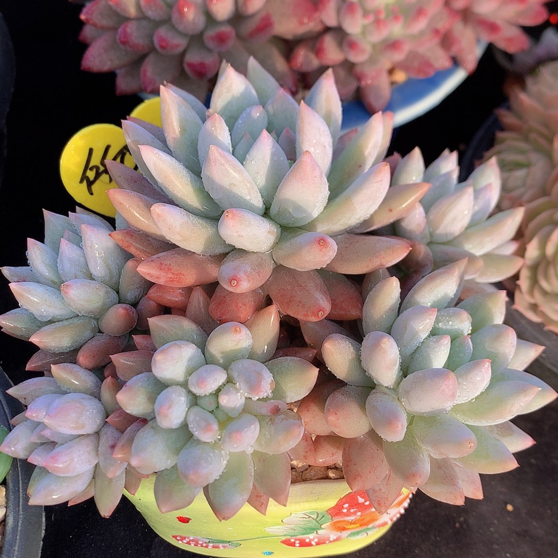 所罗门多肉一物一拍