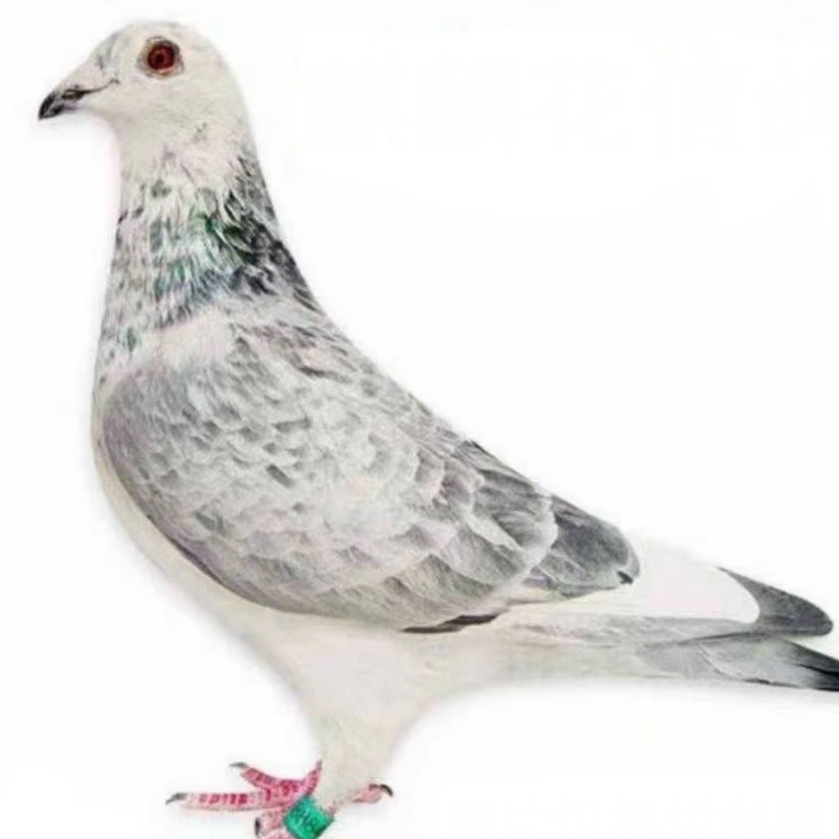 活体麒麟花信鸽赛鸽种鸽异色鸽血统鸽观赏鸽