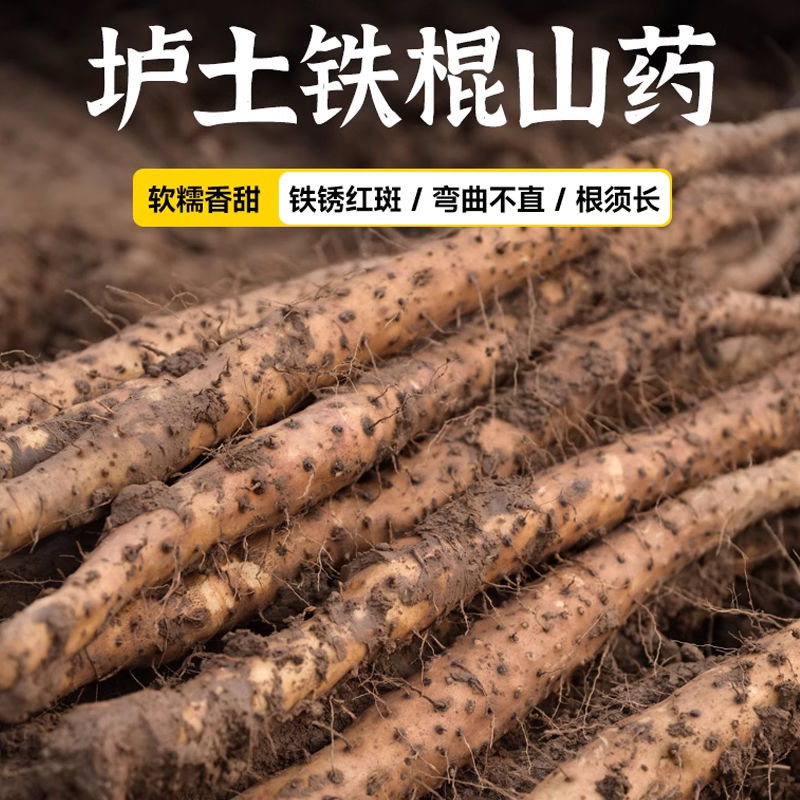 温县垆土铁棍怀山药  新鲜采挖香甜粉糯河南焦作原产地直发