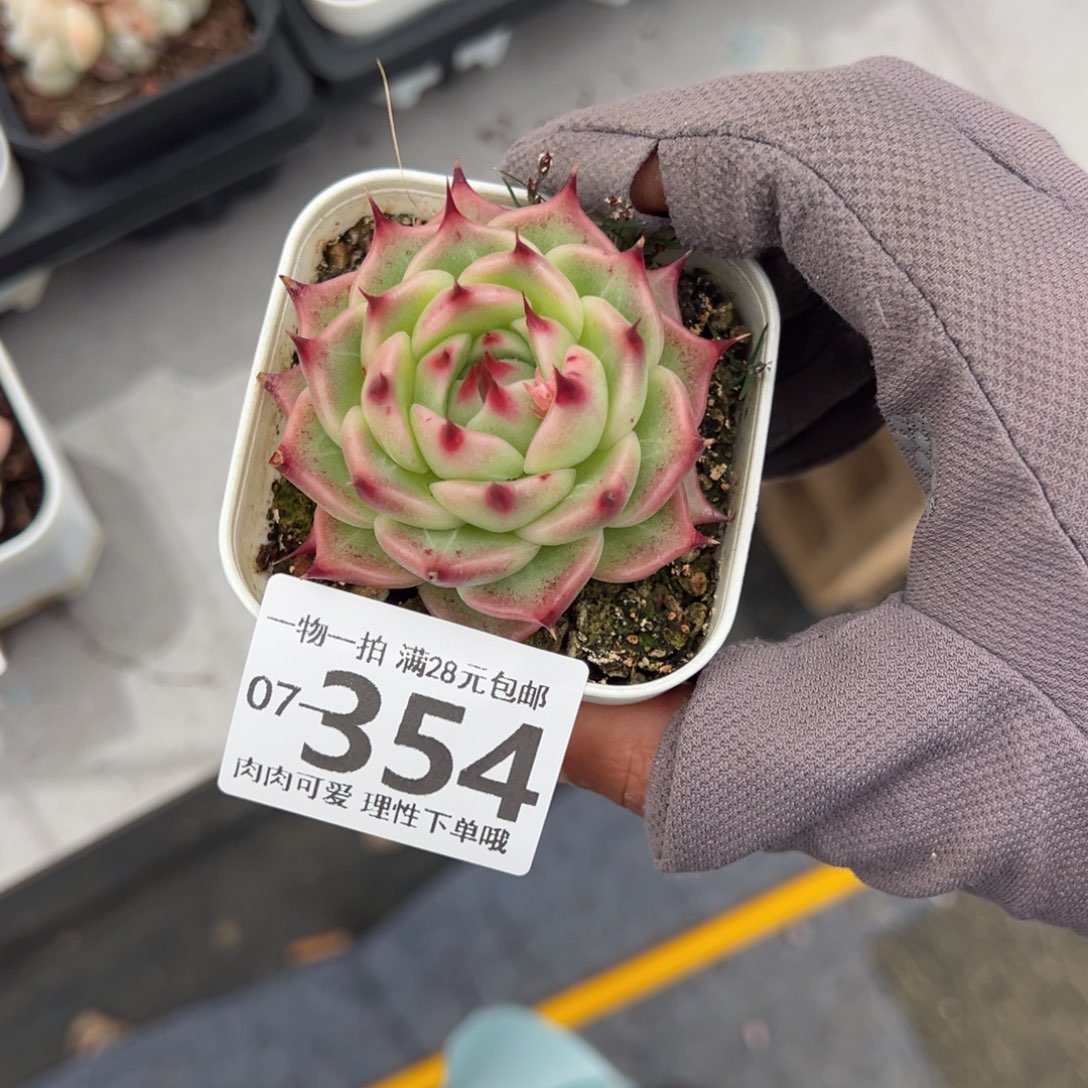 托斯卡多肉多肉多肉多肉