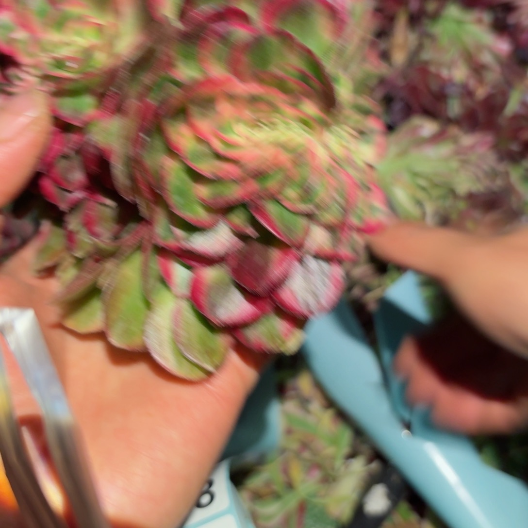 嗯8486 号多肉法师特价没有根