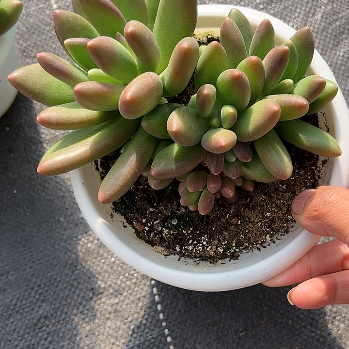 【闪购商品】芒果奶10头