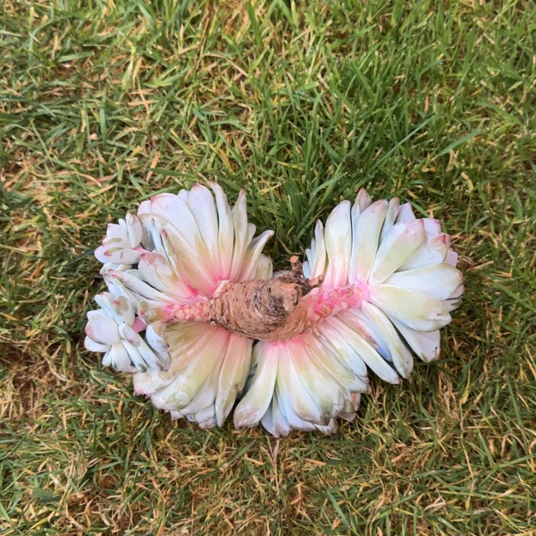 八***了多肉植物多肉植物