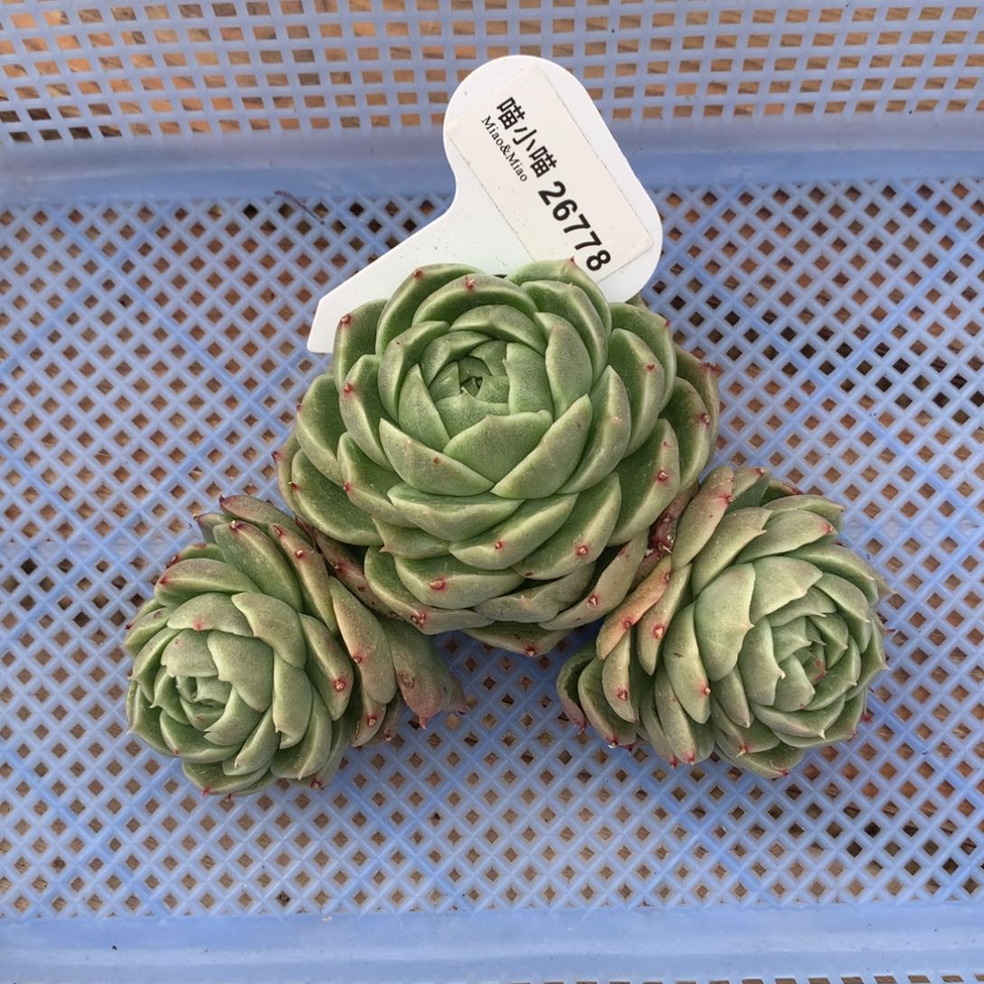 ?**沫多肉植物麦秆珍妮