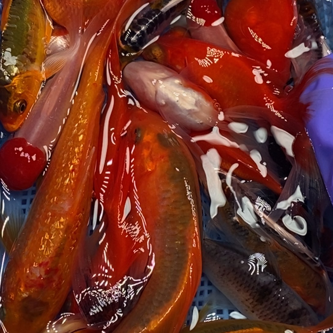 锦鲤冷水锦鲤包邮