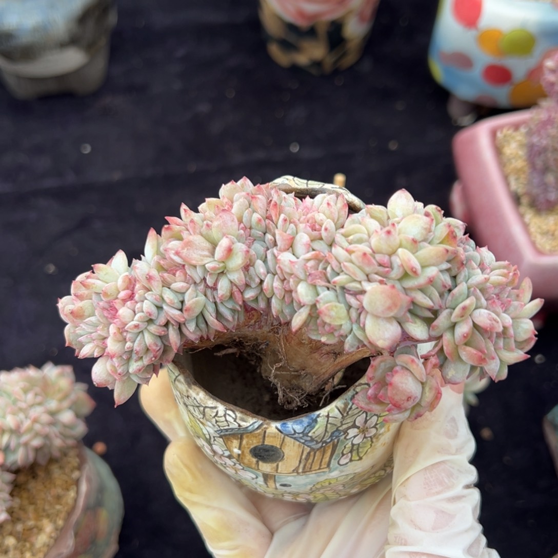 飞**嘎新年快乐 新年快乐