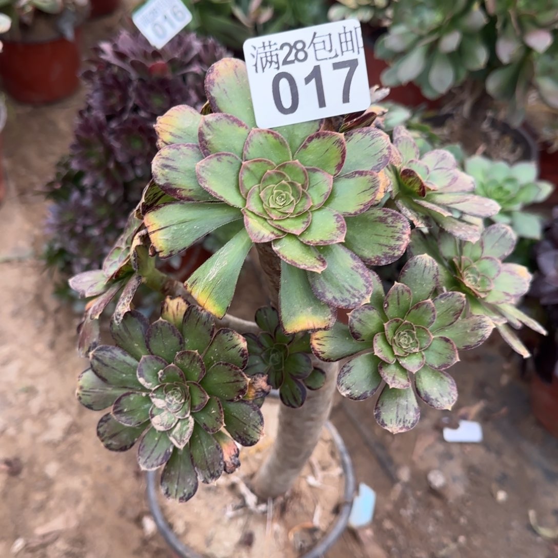 V锦多肉017满28包邮断枝不包