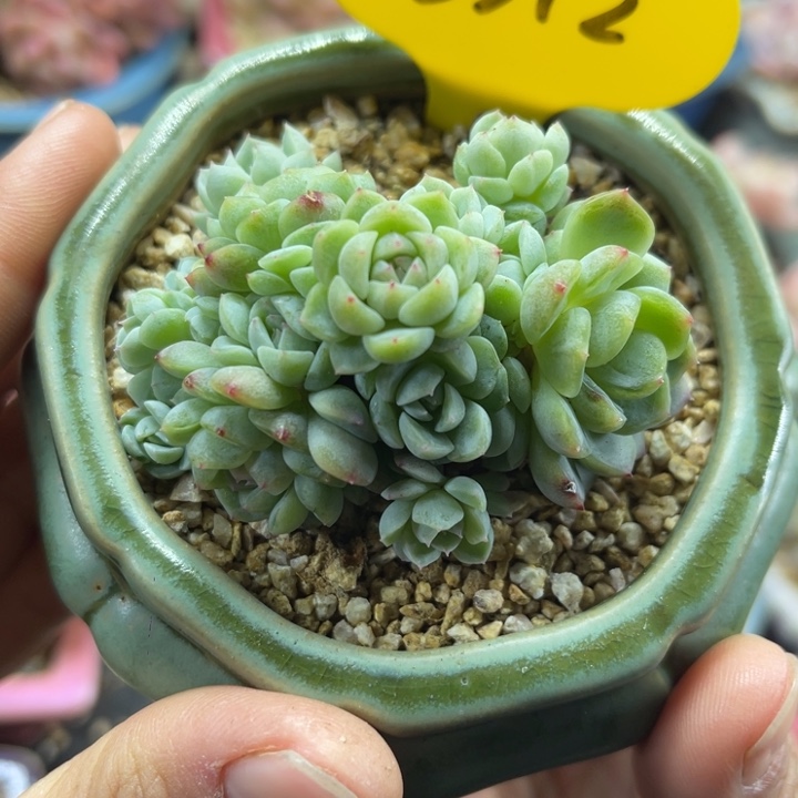 20头纸鸢朵朵群3312