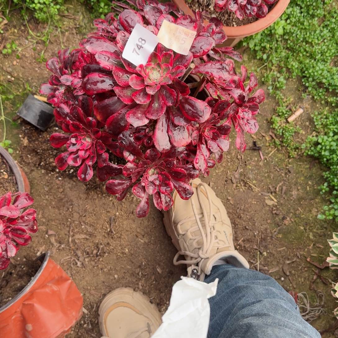 冬*姐丽娜法师多肉748