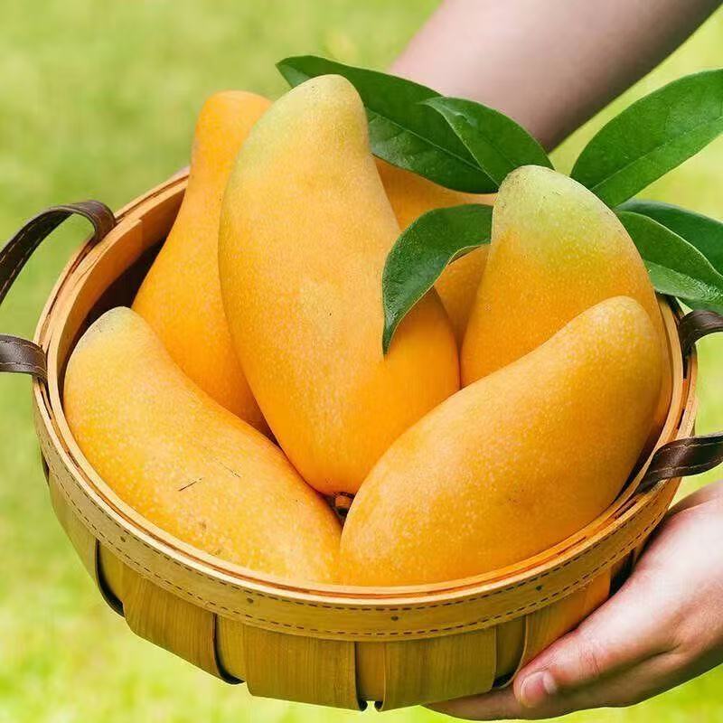 海南金煌芒特大低热量芒果非青芒大果玉芒新鲜现摘春季整箱包邮