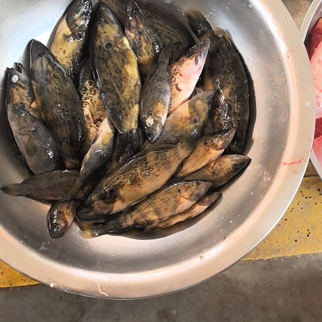 石台小李桂鱼小2.4斤