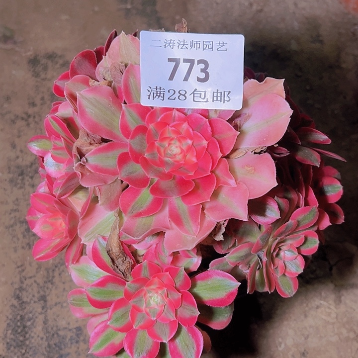 773粉女巫多肉老桩