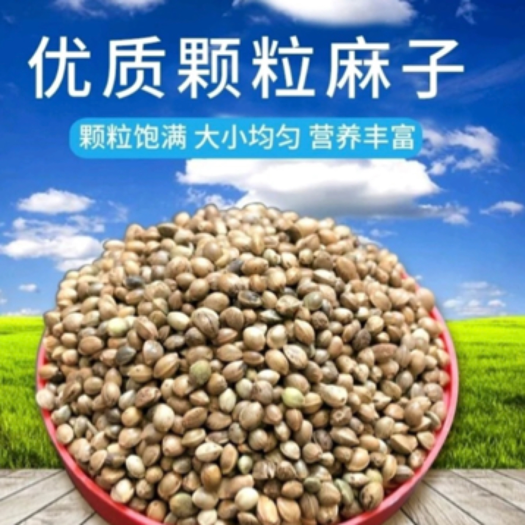 麻子虎皮鹦鹉专用火麻籽小型鹦鹉饲料鸟粮虎皮文鸟雀类饲料鸟粮