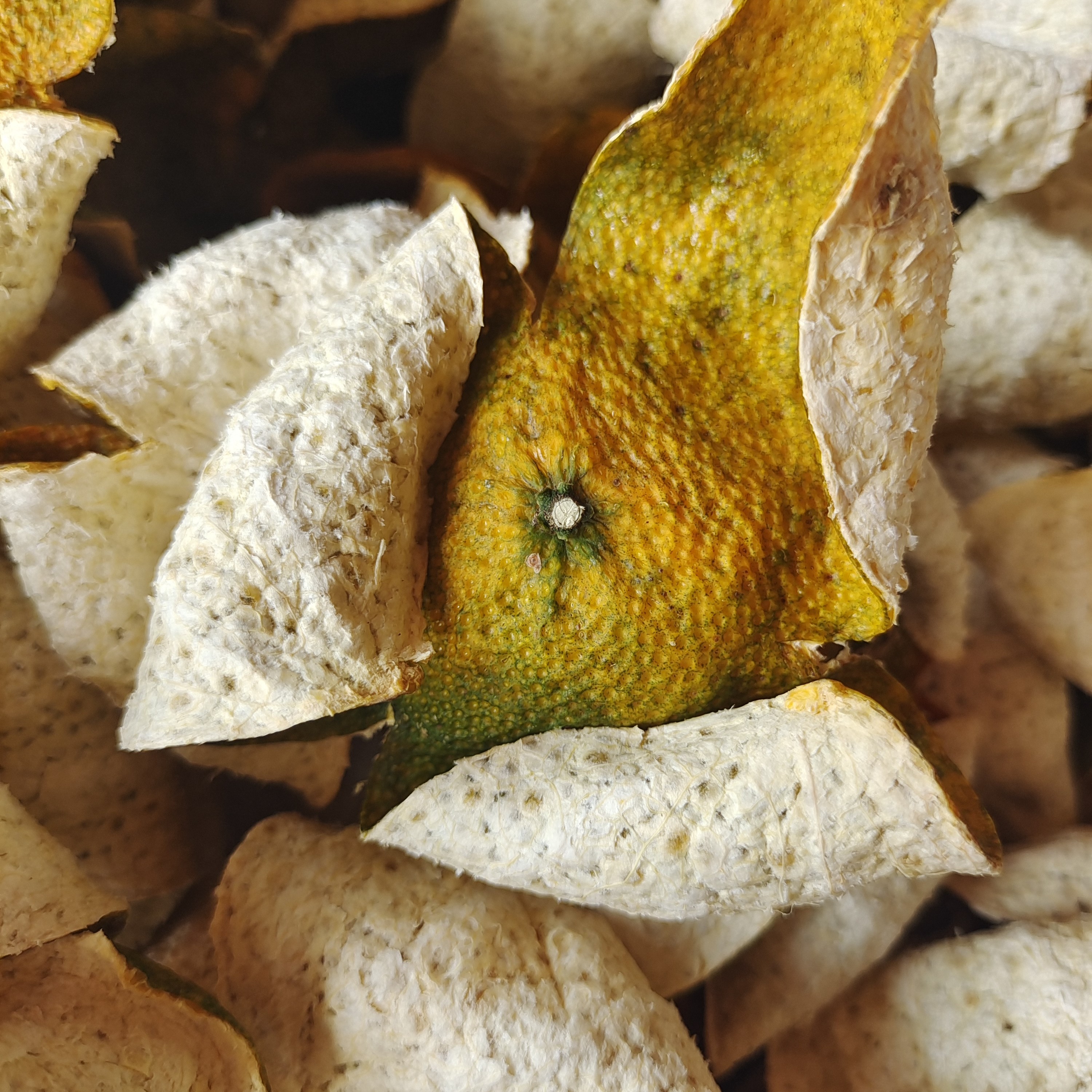 新会陈皮2025天马原枝皮7年树龄