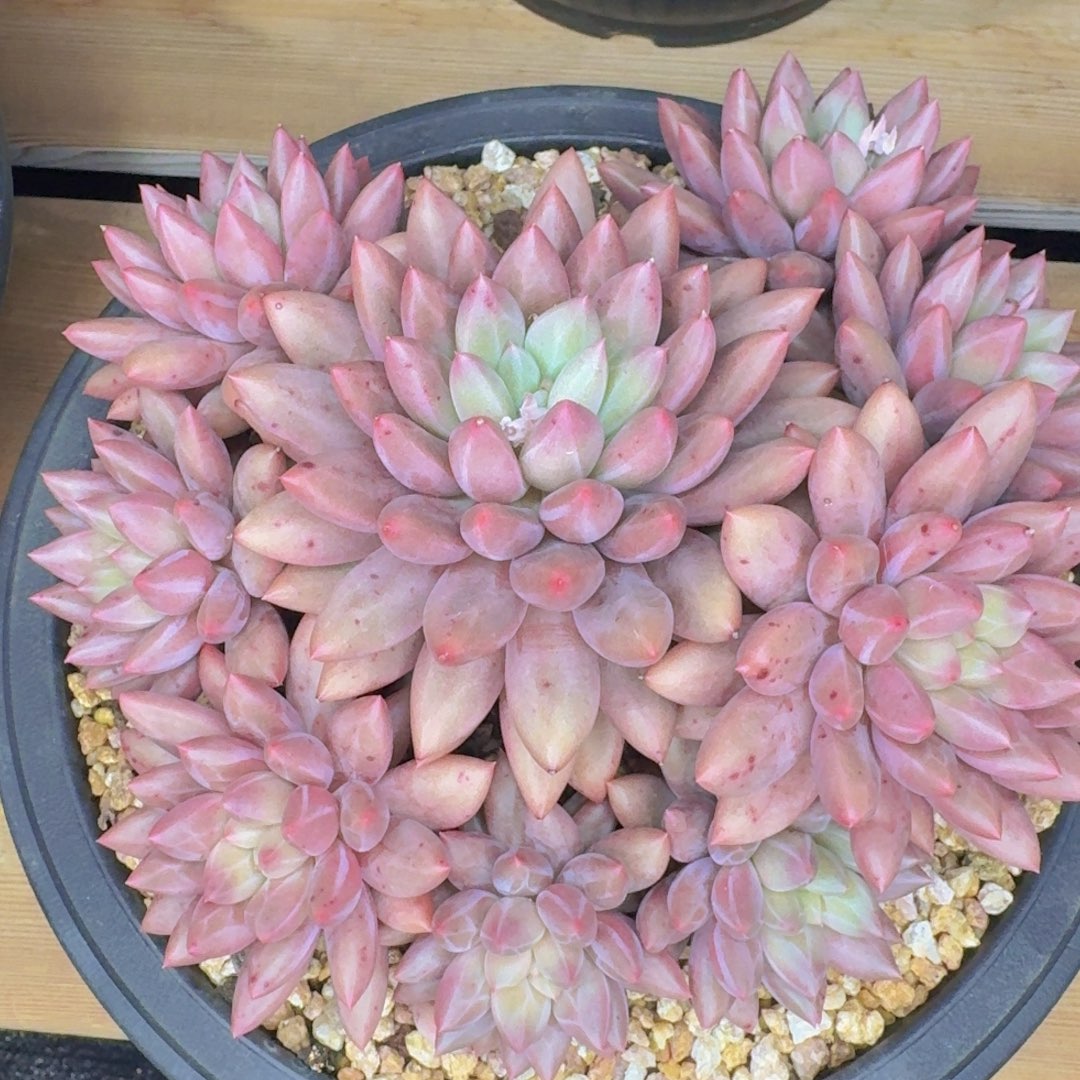 多肉植物的生长发育和生长发育