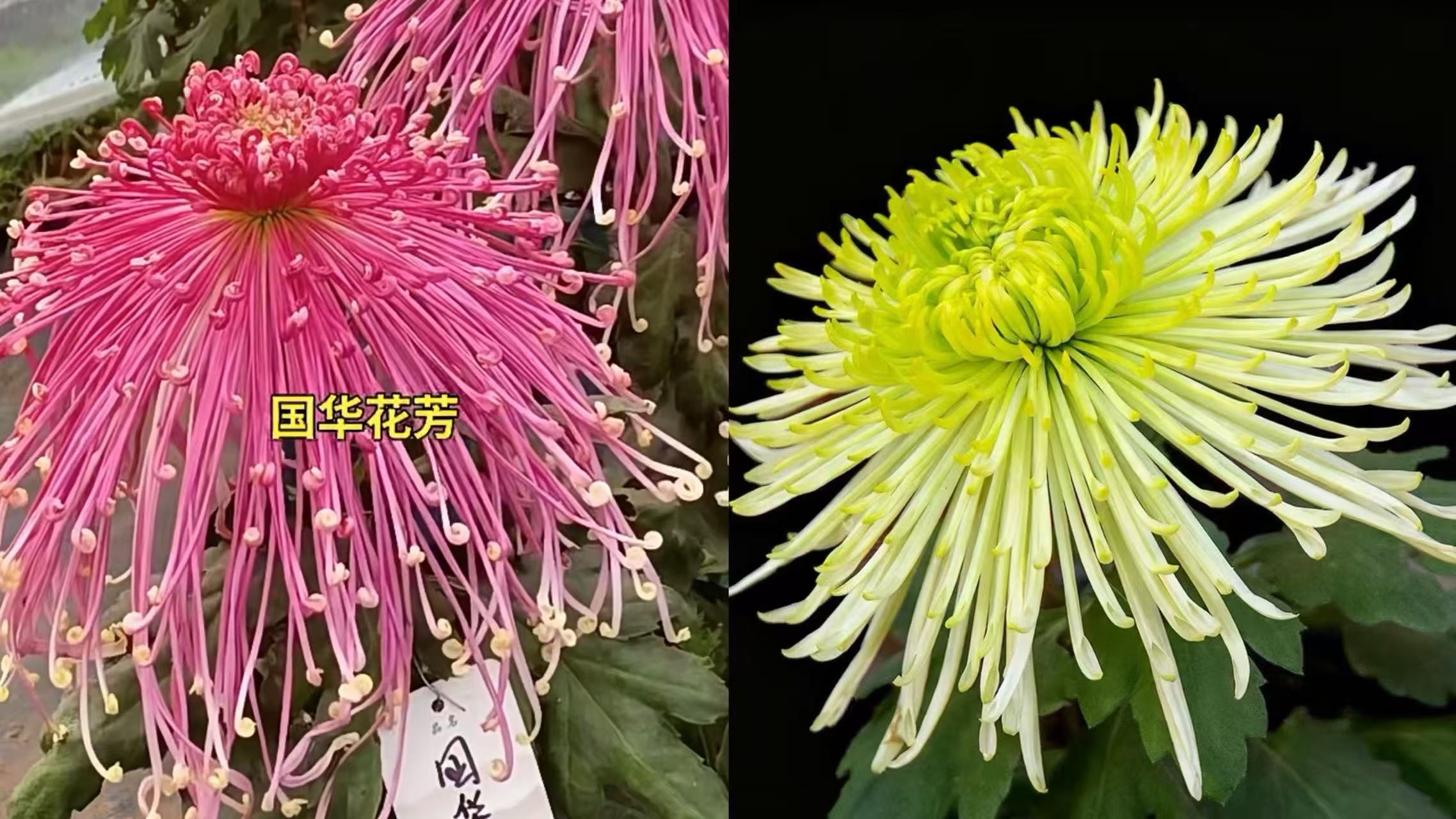九月菊 花后根《栾水清波➕国华花坊》想留品种的再拍 不售后
