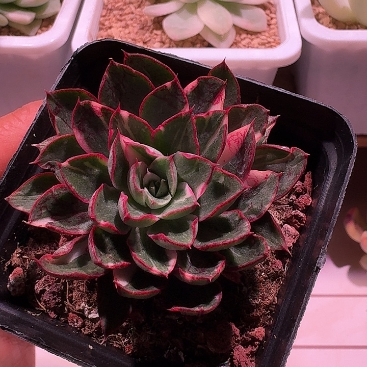 阿吉塔玫瑰锦锦锦