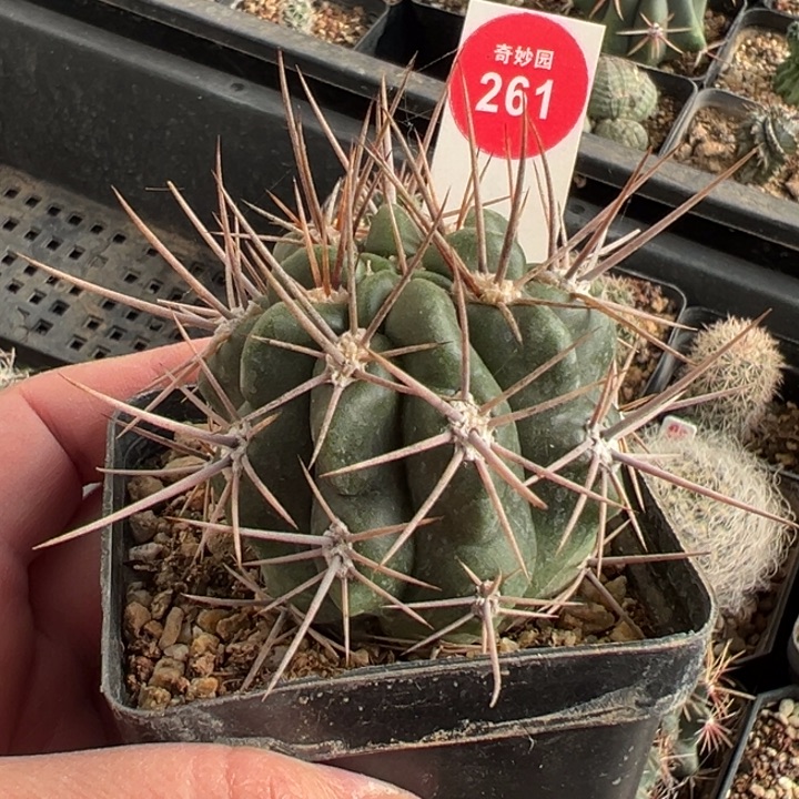 实生狂刺恐龙丸一棵仙人球