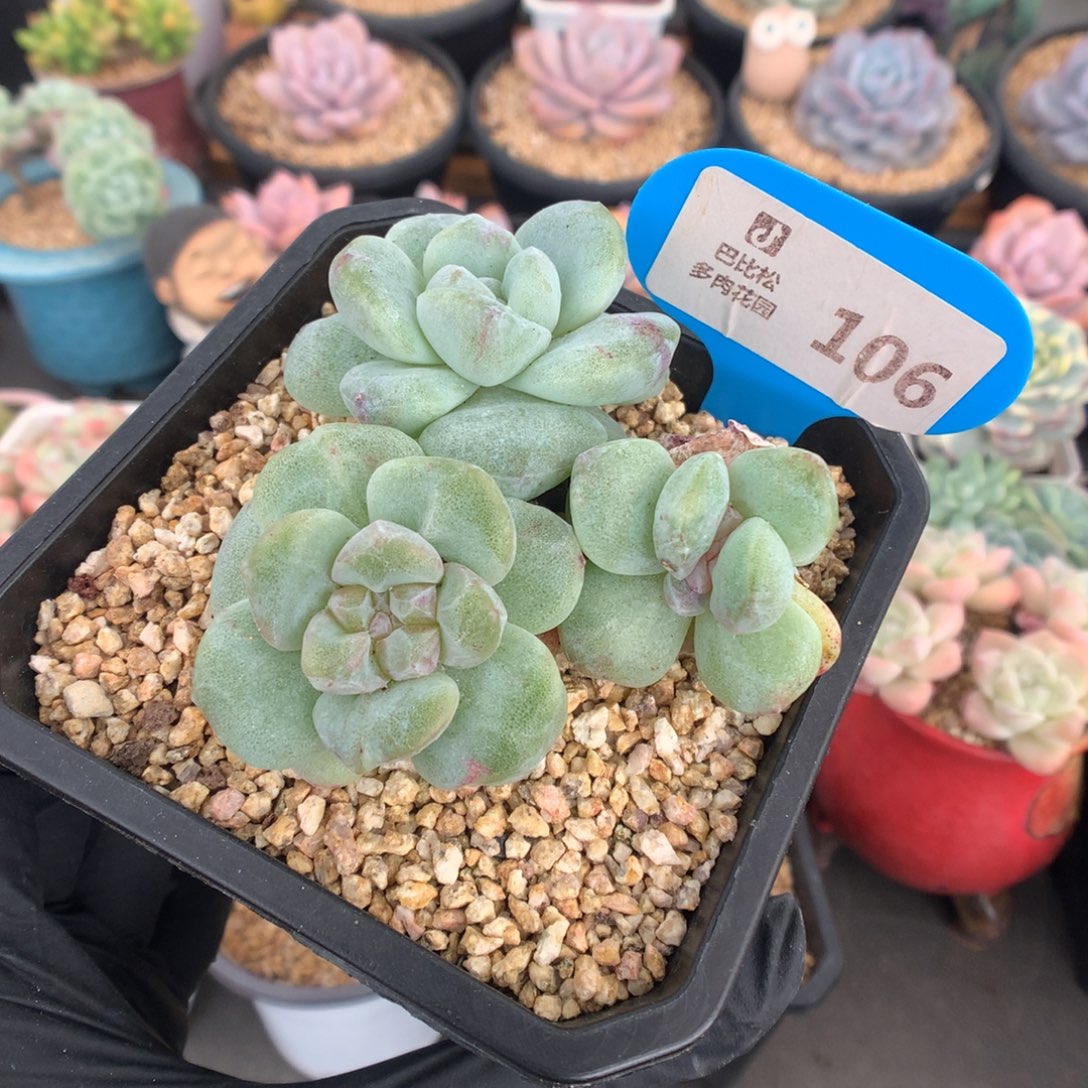 106 冰玉石化多肉