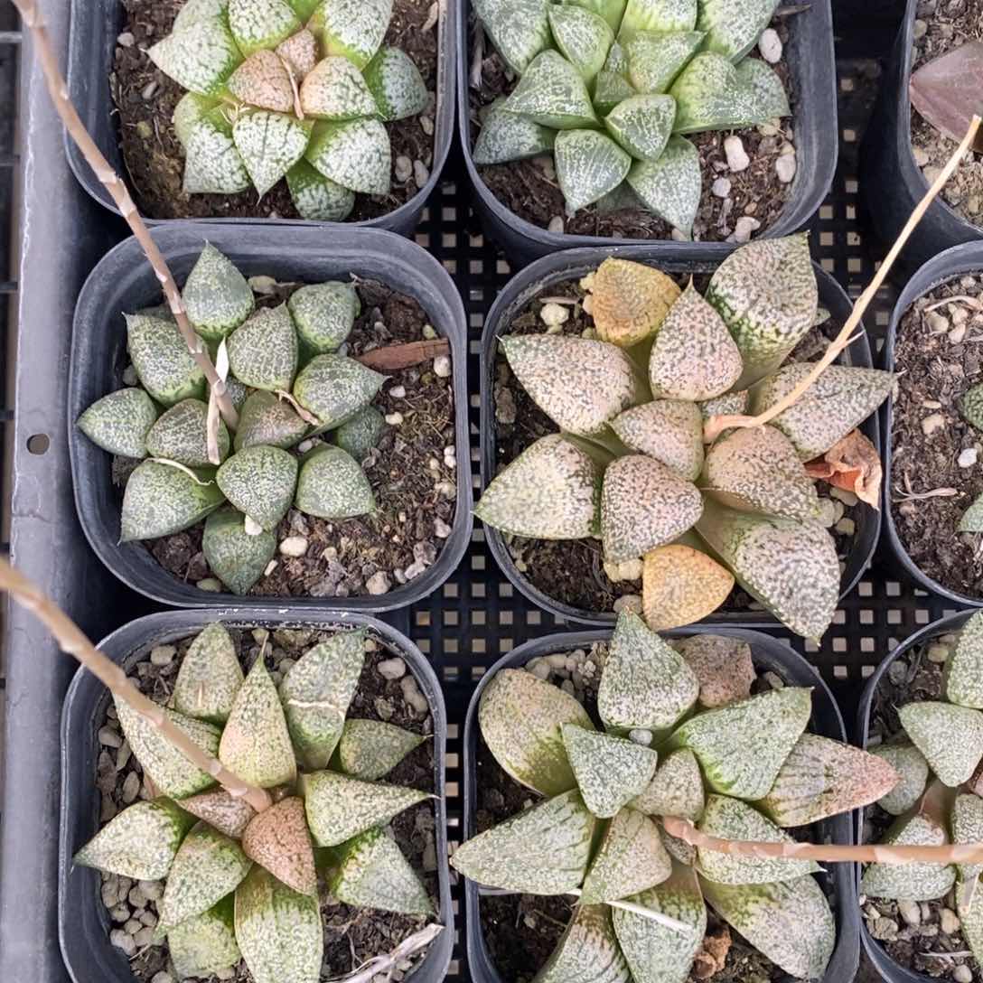 实生白银6颗随机发货。               