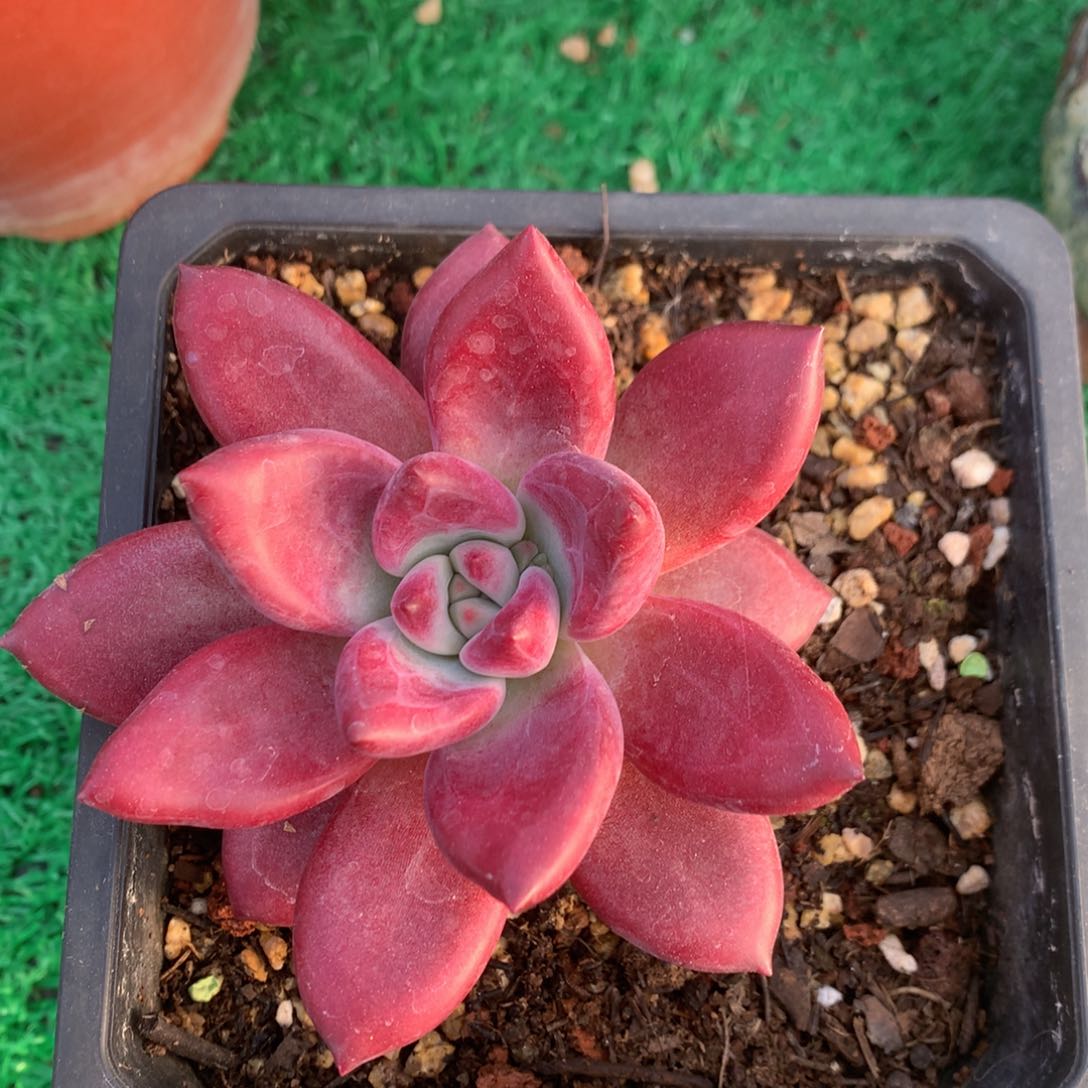 赫菲斯托单头一物一拍