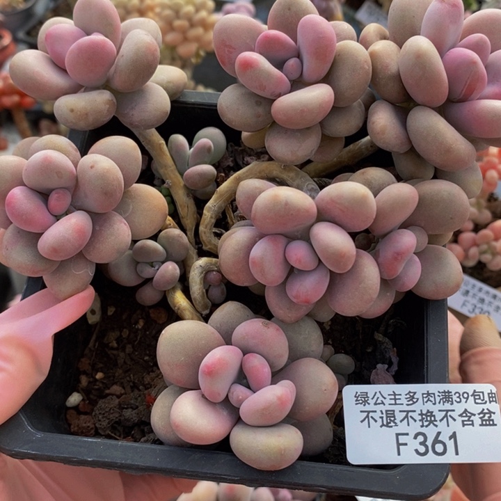 桃蛋老桩有砍11cm361多肉植物