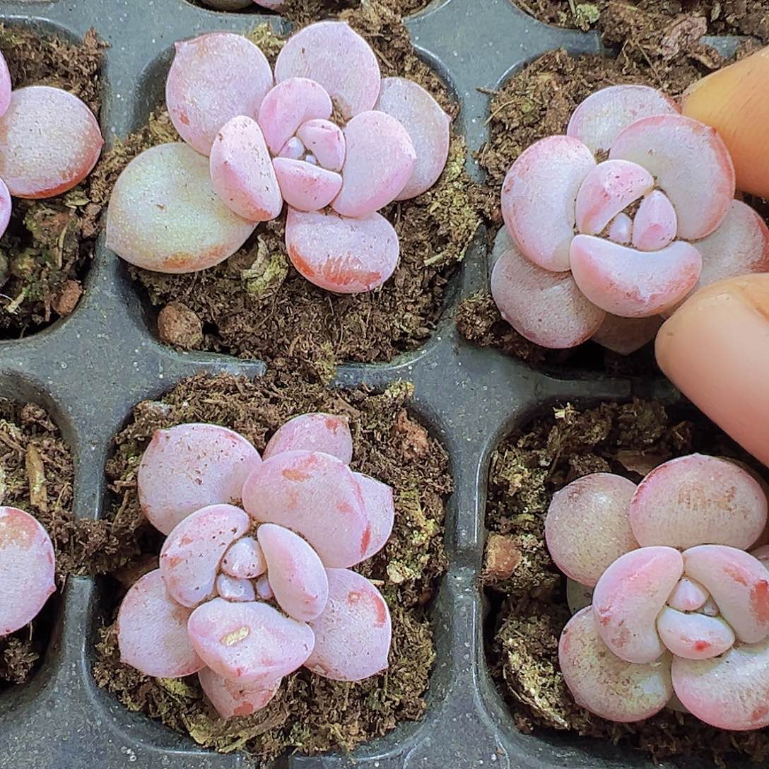 小鼻嘎奶茶苗3颗多肉