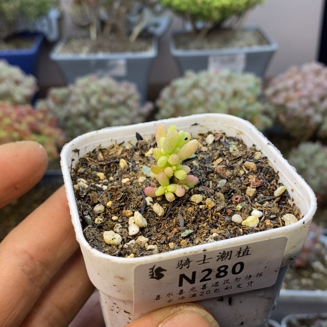 280米粒锦枝干番杏