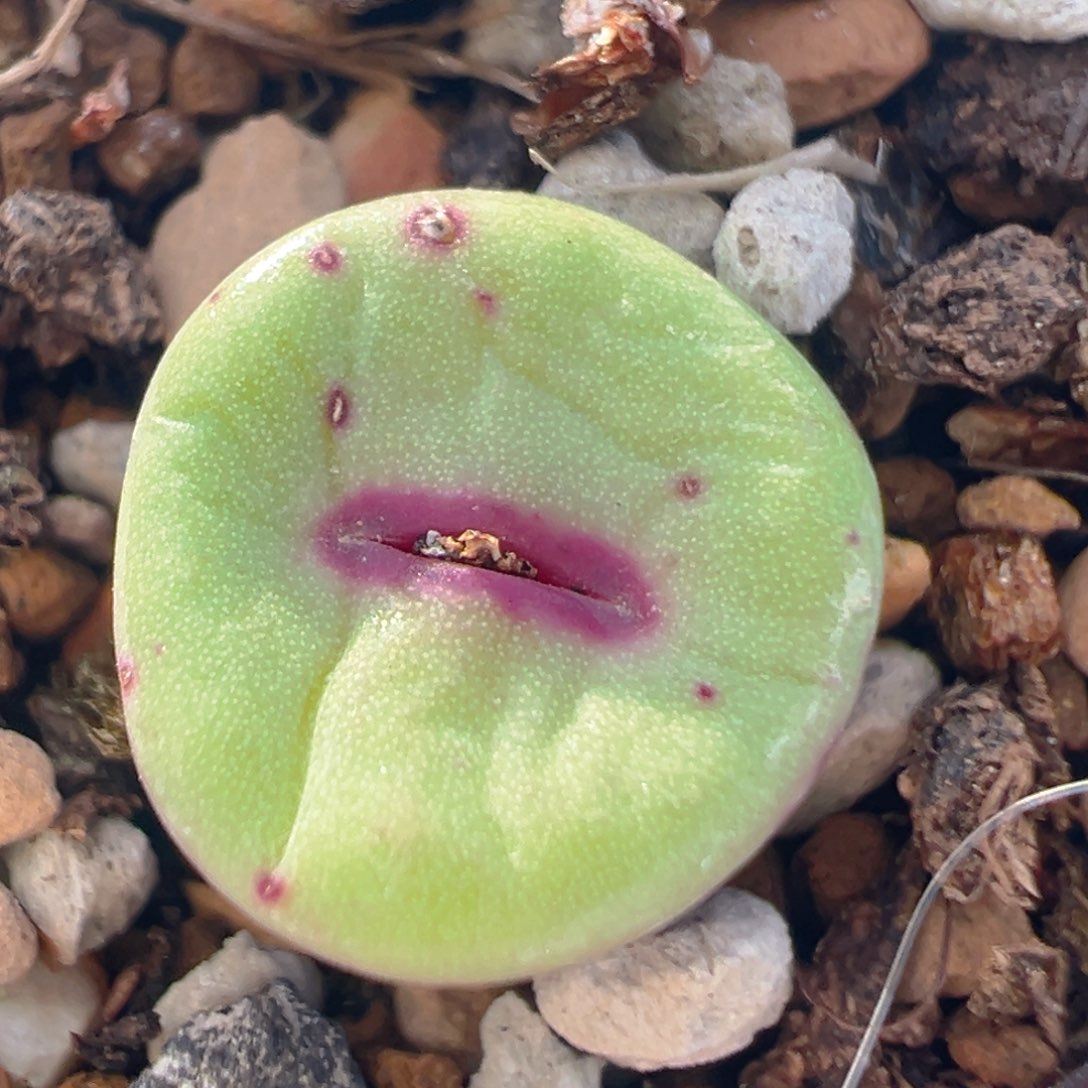 110多肉植物百科知识