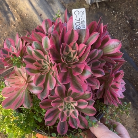 703女巫砍过满25包邮多肉