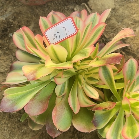 多肉植物香妃257号