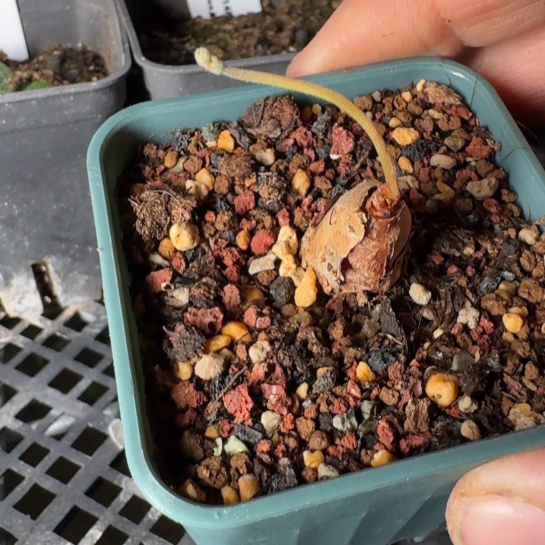 肾叶洋葵带花苞带6cm盆发