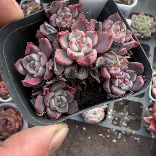 141娜娜小勾多肉植物多