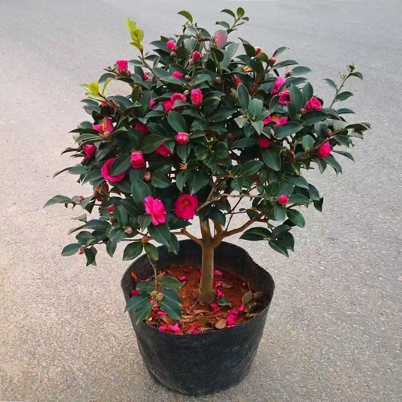 茶梅盆栽 冬季开花带花苞庭院耐寒花卉四季常青茶梅老桩盆景盆栽
