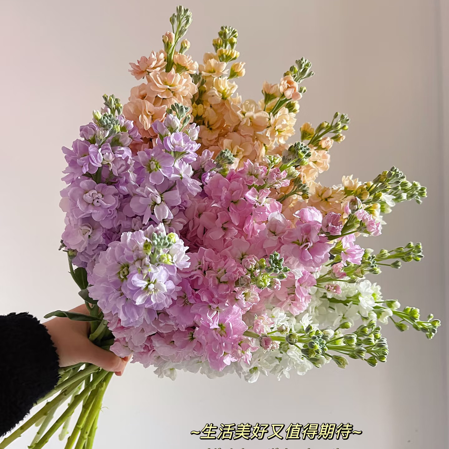 紫罗兰20支 玫瑰鲜花 全场买两单及以上包邮 云南基地直发