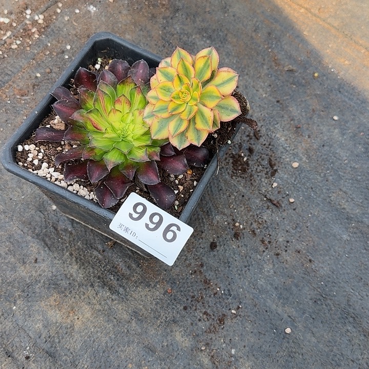 2颗小苗多肉植物996