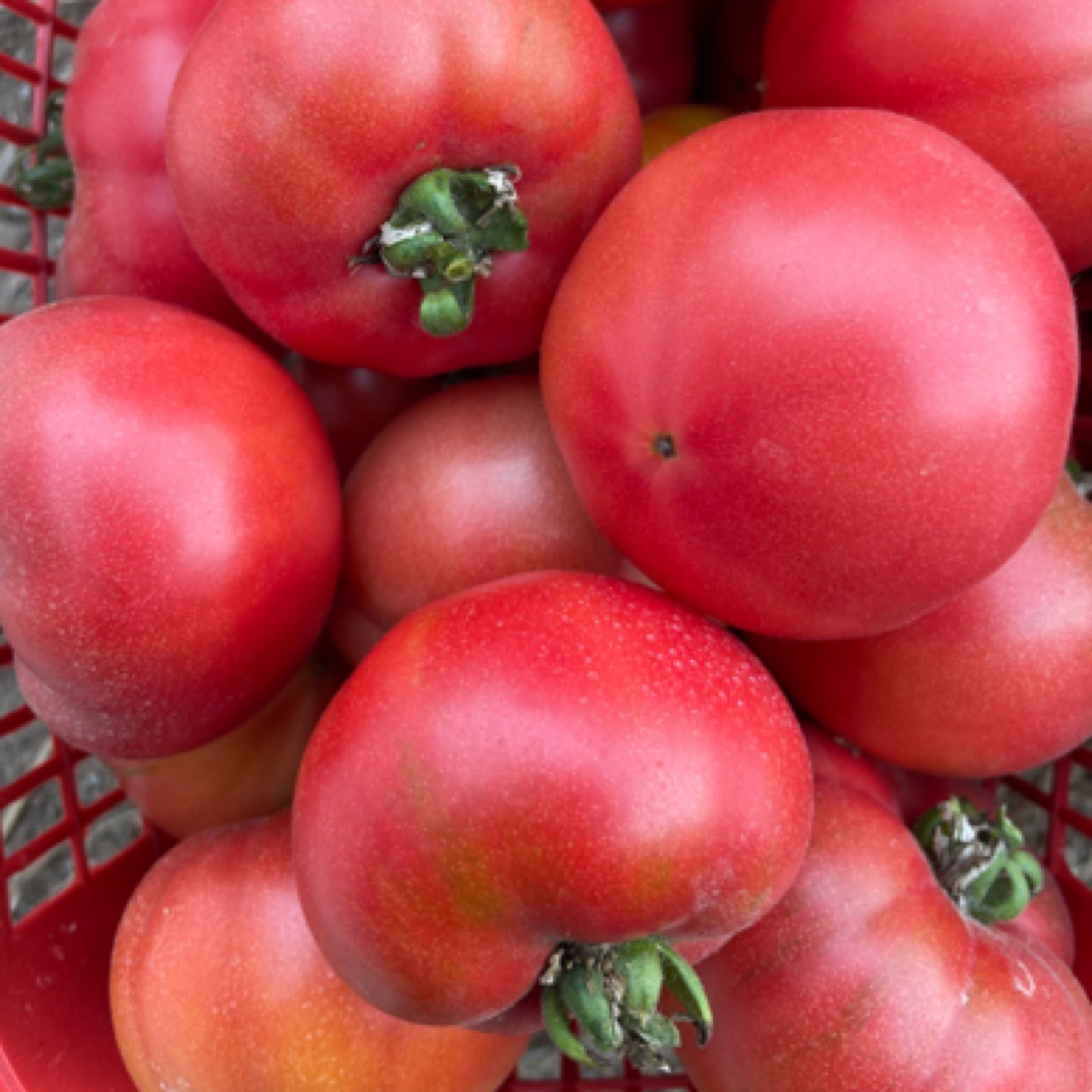 【顺丰包邮】3斤净果草莓西红柿农家自种新鲜番茄现摘现发次日达番茄同城送草莓番茄河南省河南省郑州市