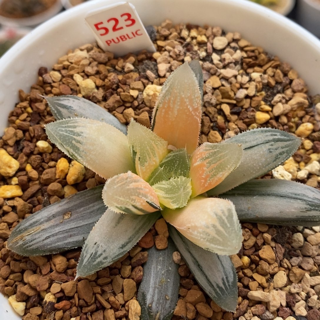 523糊班白帝城十二卷多肉植物