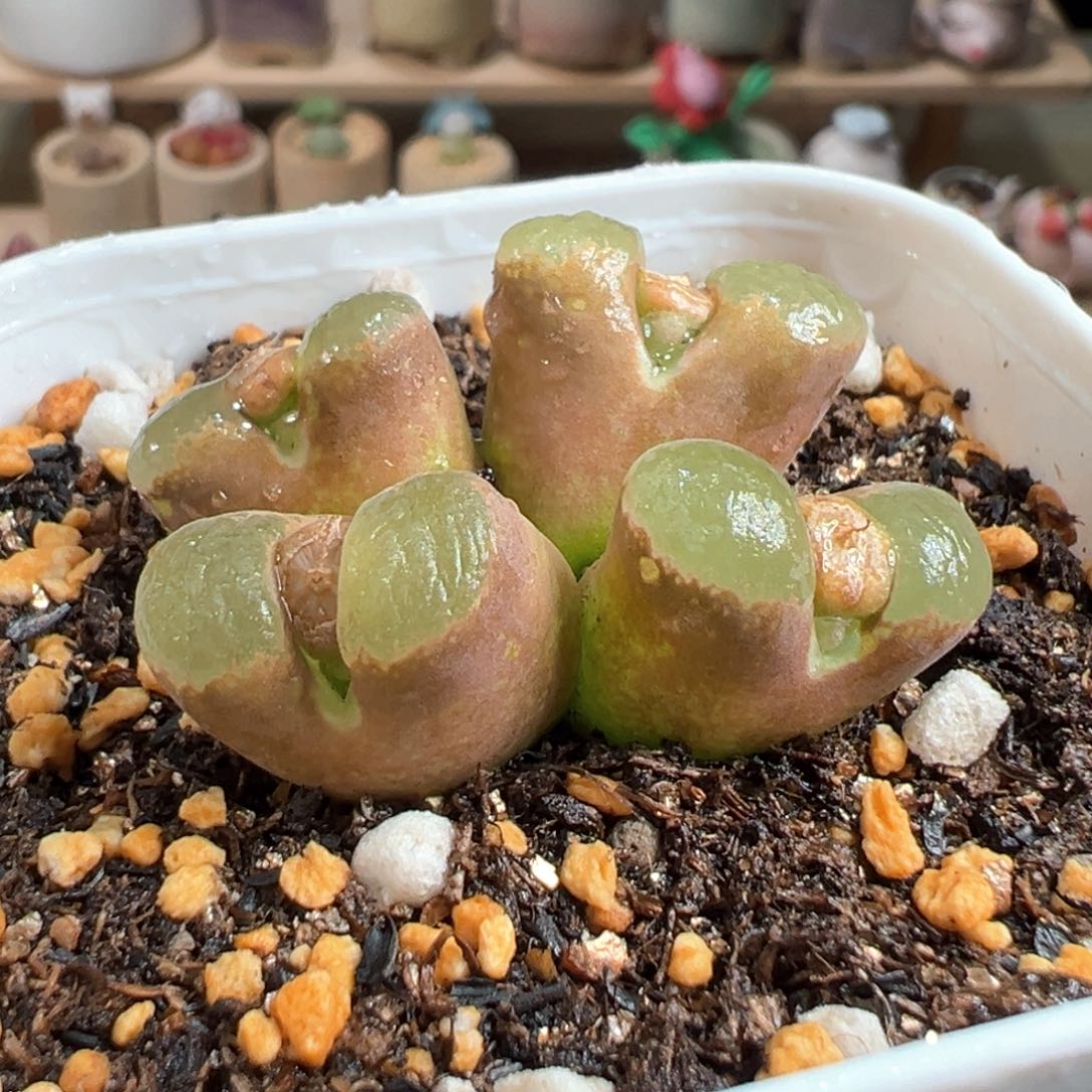 多肉植物153号风铃