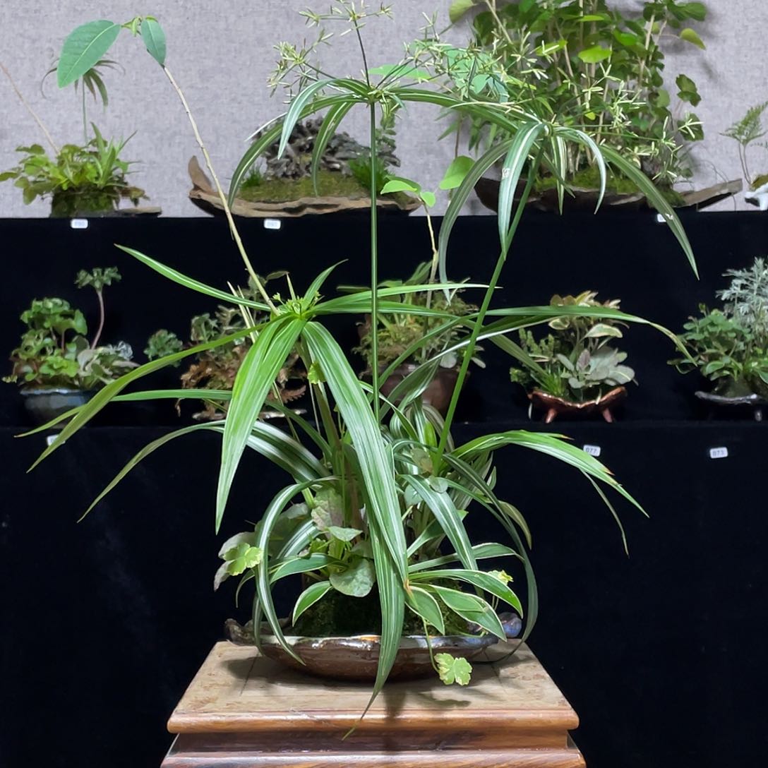 无花朵日本山野草旱伞草