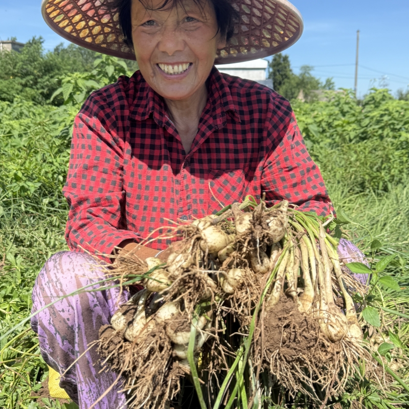 新鲜荞头现挖现发茭头湖南藠头农家自种藠头下饭菜叫头包邮