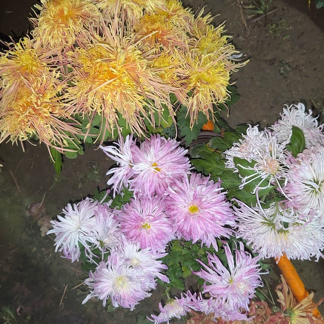 全部花朵F0000000F
