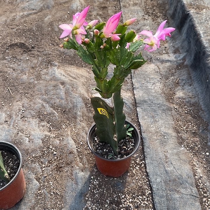 633嫁接蟹爪兰：粉色